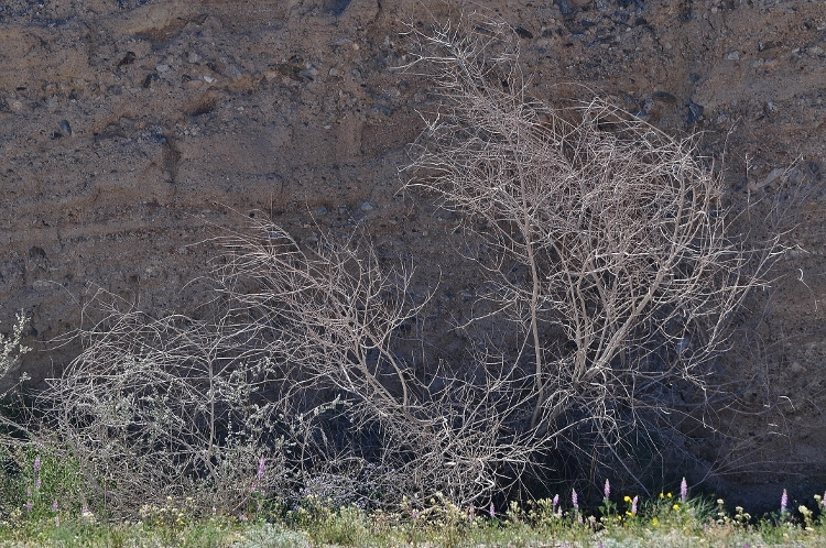 dead branches against rock